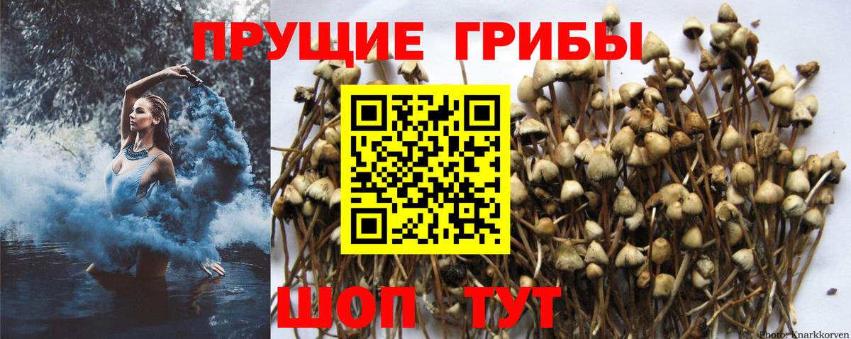 Псилоцибиновые грибы Psilocybe Казань